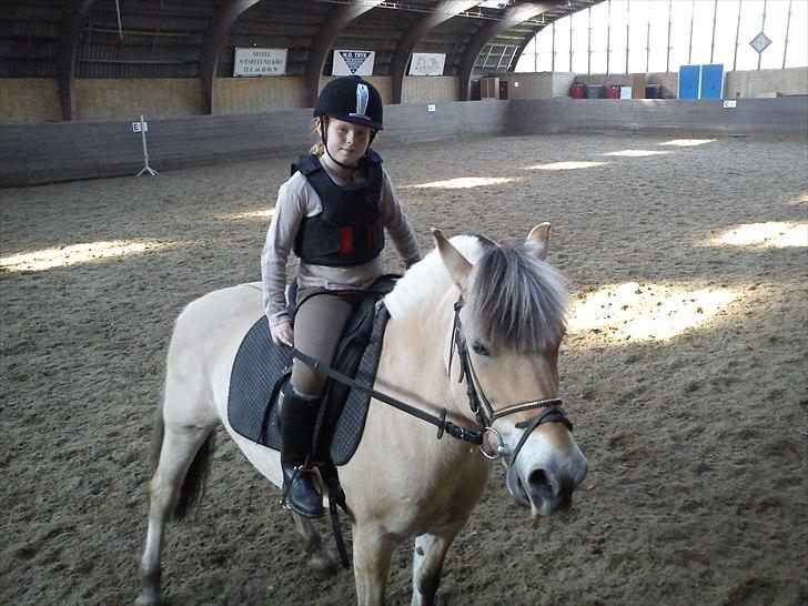 Fjordhest Cloe  billede 11