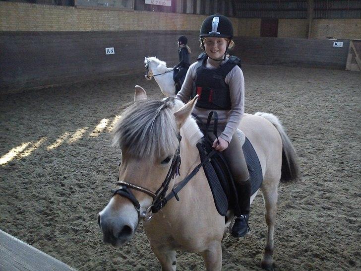 Fjordhest Cloe  billede 12