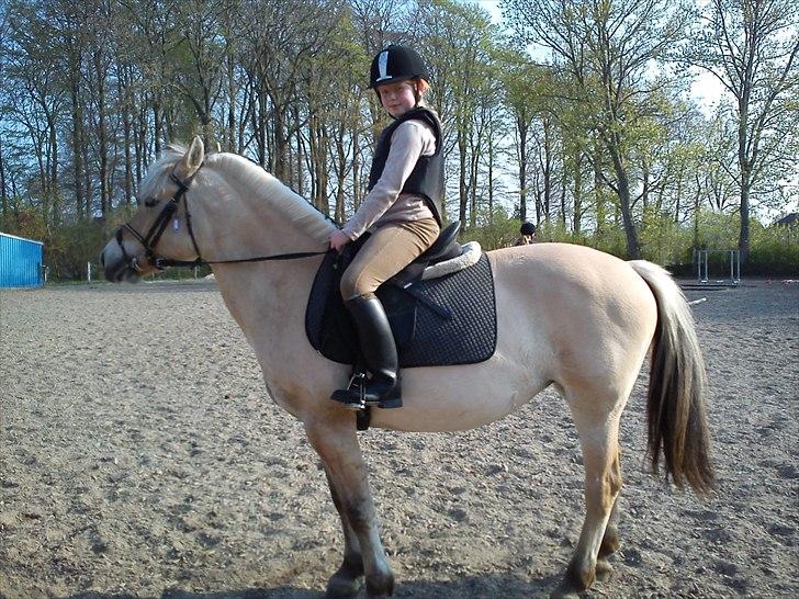 Fjordhest Cloe  billede 13