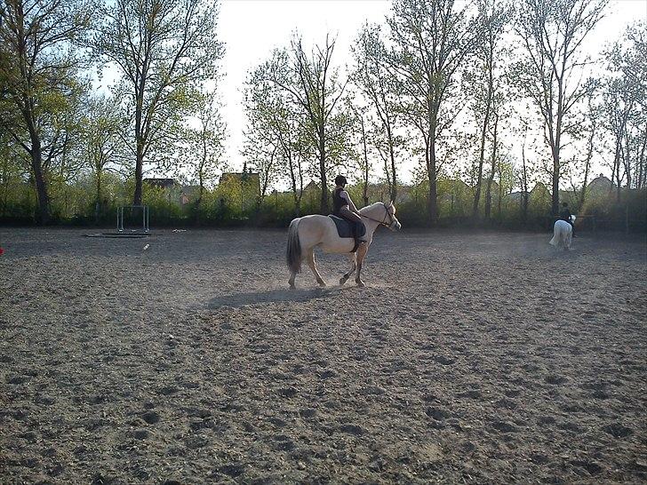 Fjordhest Cloe  billede 14