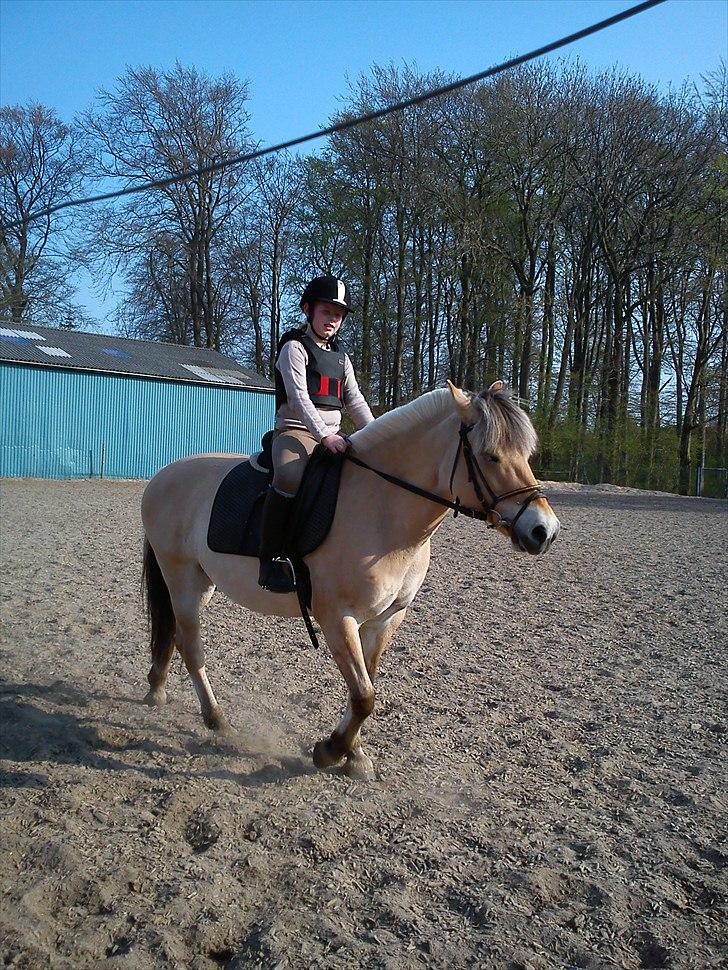 Fjordhest Cloe  billede 15