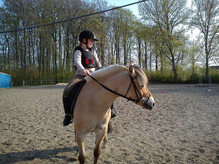 Fjordhest Cloe  billede 16