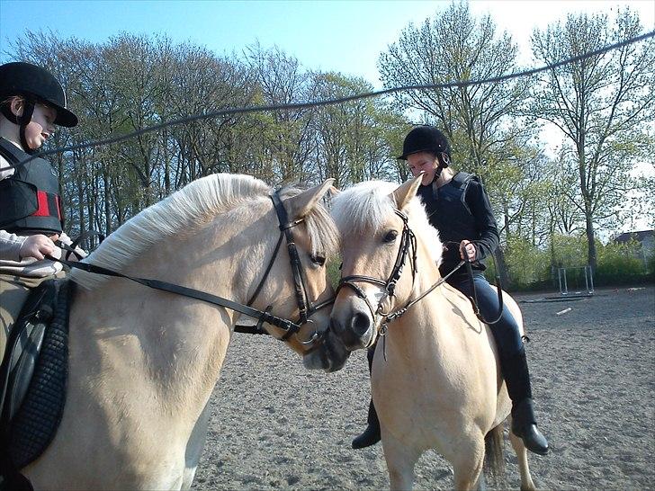 Fjordhest Cloe  billede 17