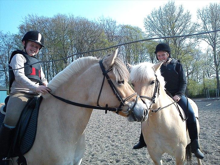 Fjordhest Cloe  billede 18