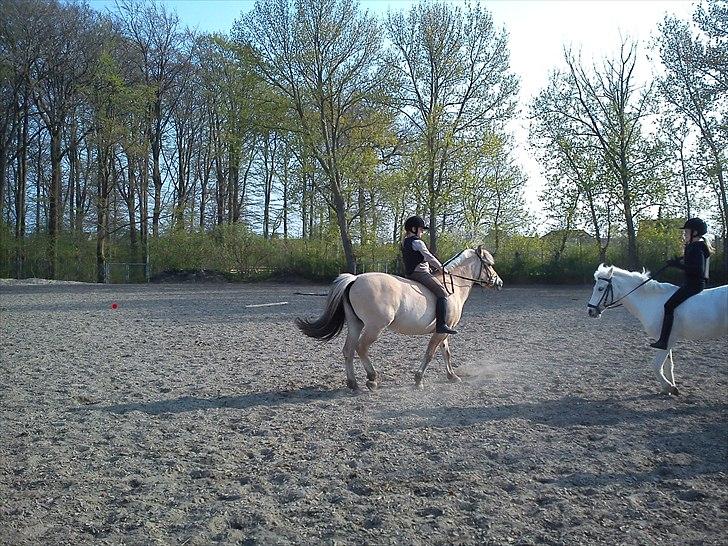 Fjordhest Cloe  billede 19