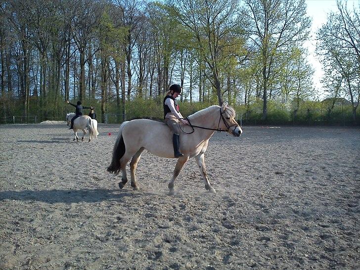 Fjordhest Cloe  billede 20