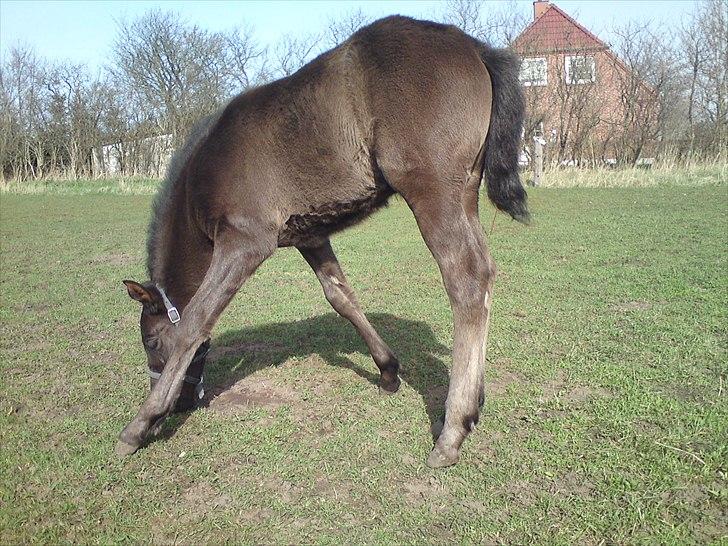 Anden særlig race  Annabell billede 14