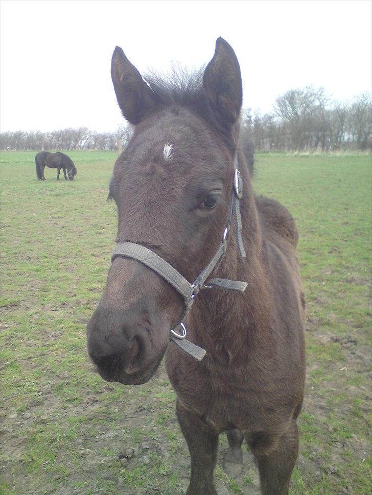Anden særlig race  Annabell billede 15