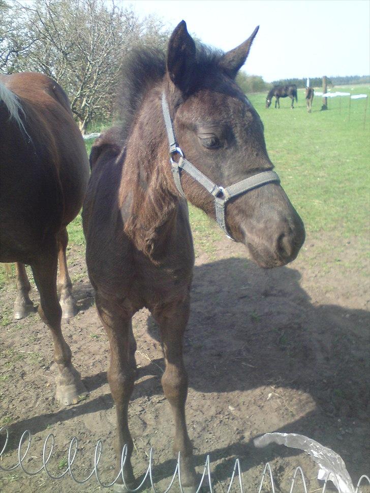 Anden særlig race  Annabell billede 16