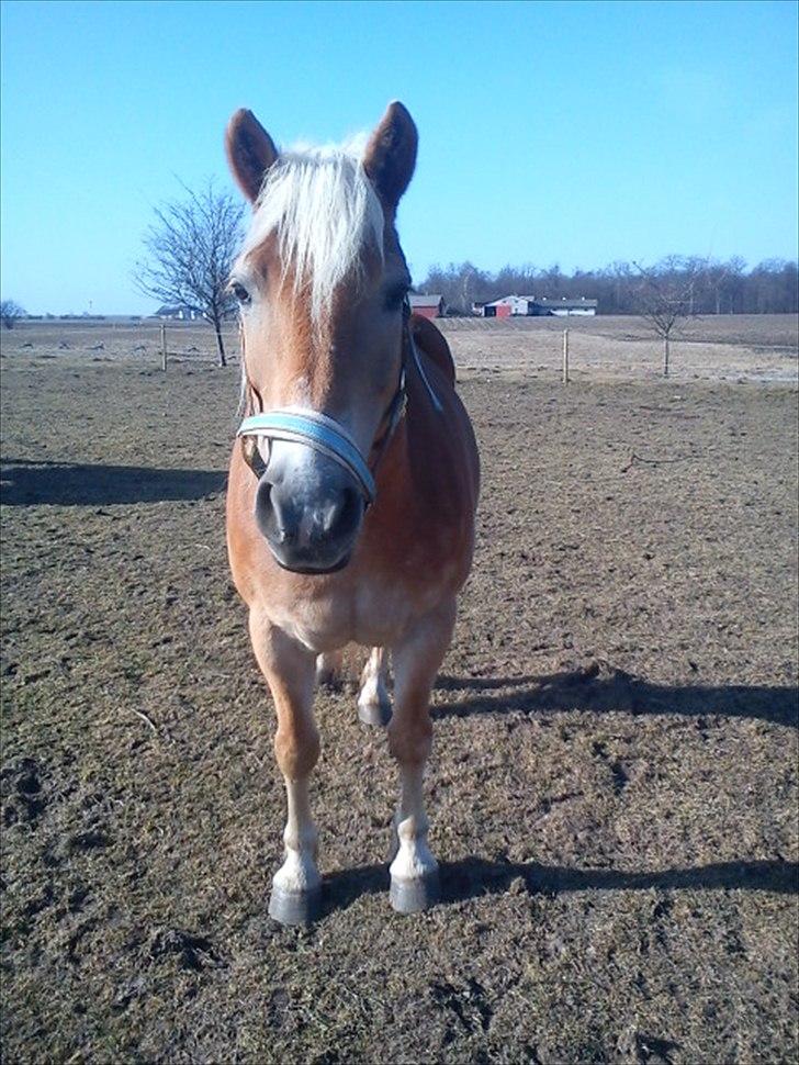 Haflinger stephanie billede 1