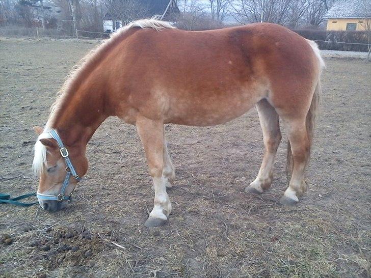 Haflinger stephanie billede 2