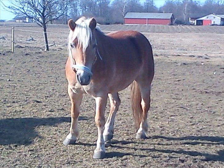 Haflinger stephanie billede 3