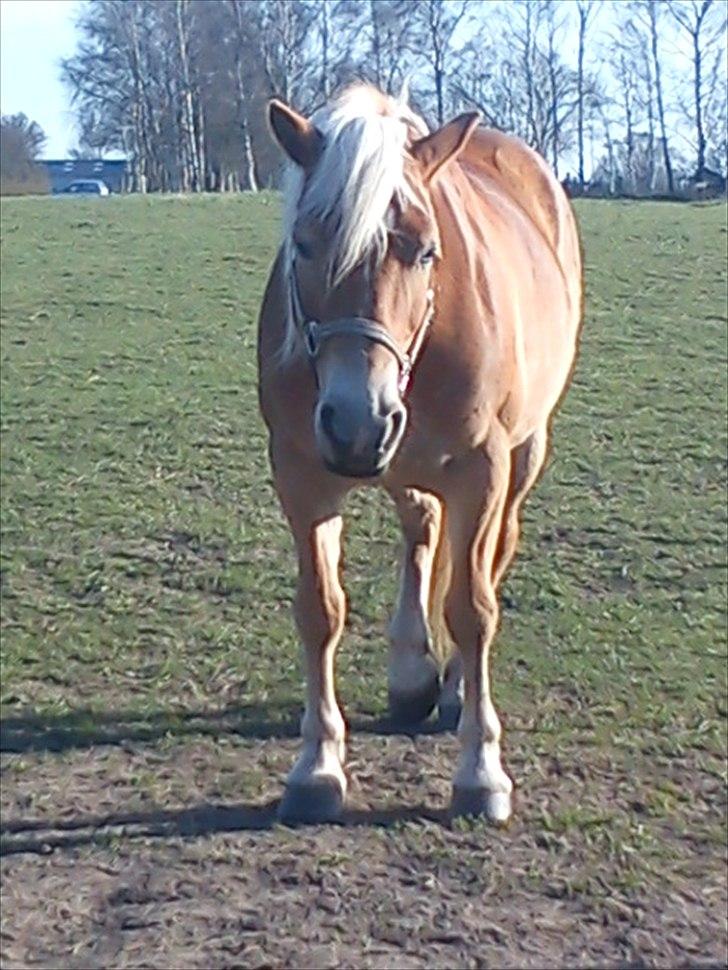 Haflinger stephanie billede 4