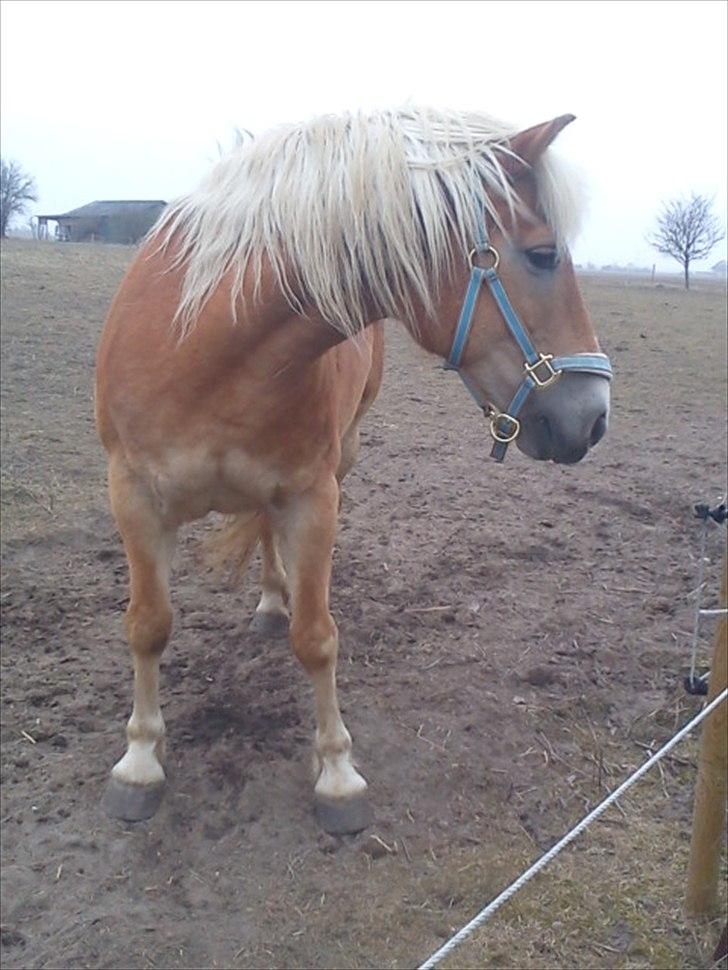 Haflinger stephanie billede 5