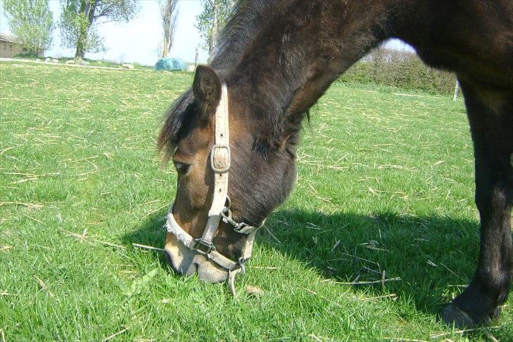 Dartmoor Springtime<3 billede 3