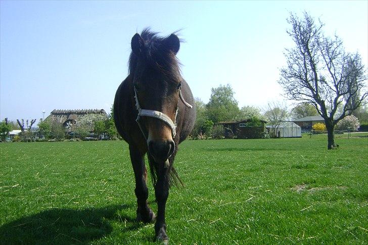 Dartmoor Springtime<3 billede 7