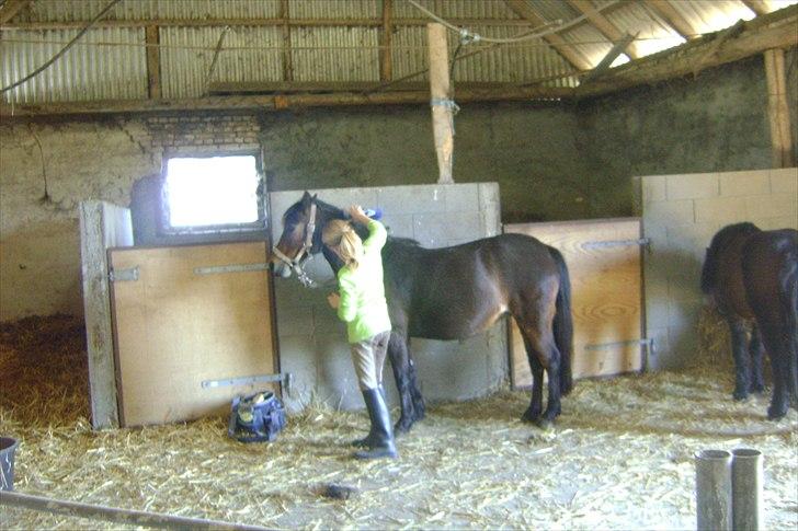 Dartmoor Springtime<3 billede 5