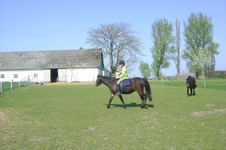 Dartmoor Springtime<3 billede 9