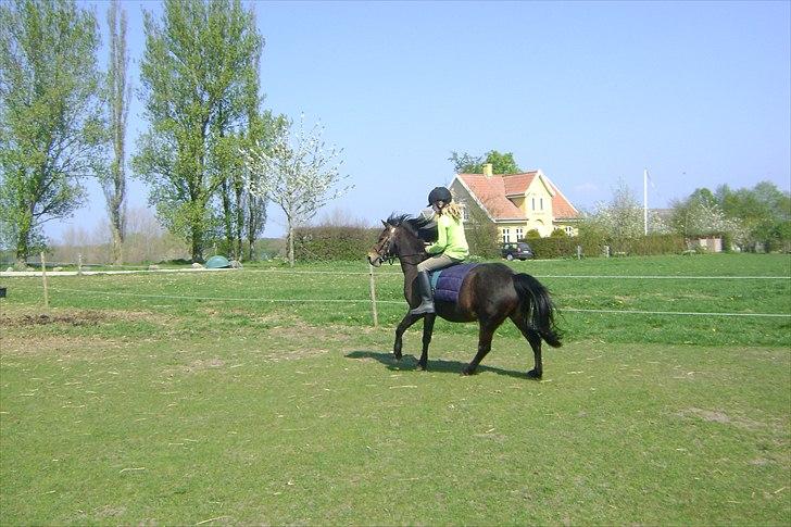 Dartmoor Springtime<3 billede 10