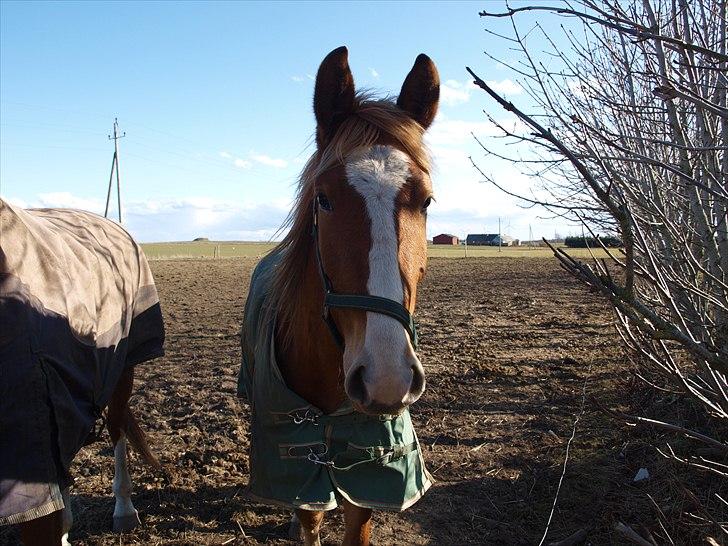 Frederiksborg Romeo - Han hygger sig på folden billede 7
