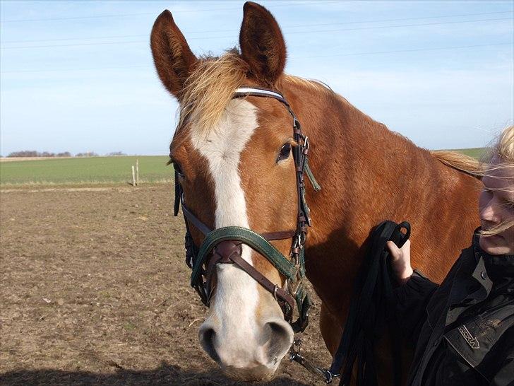 Frederiksborg Romeo - se, jeg har hovedtøj på (: billede 1