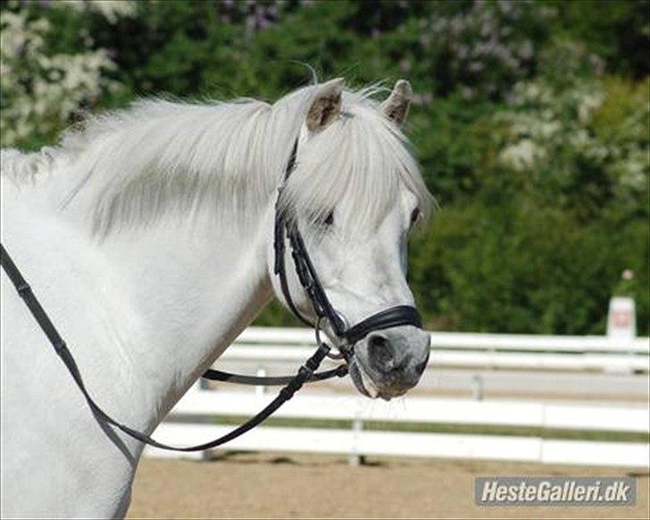 Welsh Pony (sec B) Korreborgs Hero - Charmetrolden <3 Du er elsket<33 billede 2
