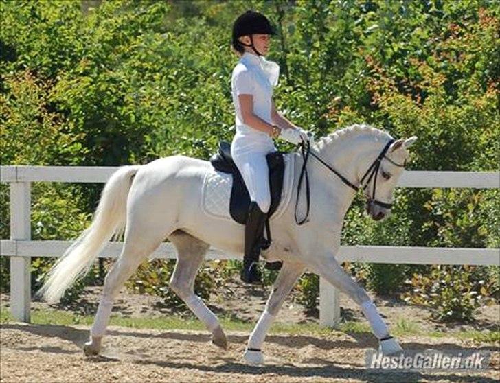 Welsh Pony (sec B) Korreborgs Hero - Tidliger ejer billede 3