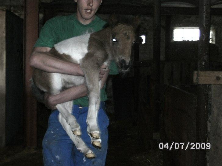 Shetlænder Mc´s twinster  - håber ikke, jeg bliver for stor til og bli båret, det er nu meget sjovt billede 10