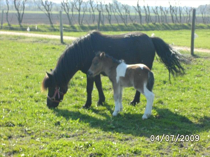 Shetlænder Mc´s twinster  billede 11