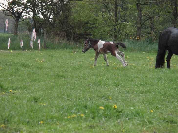 Shetlænder Mc´s twinster  billede 12