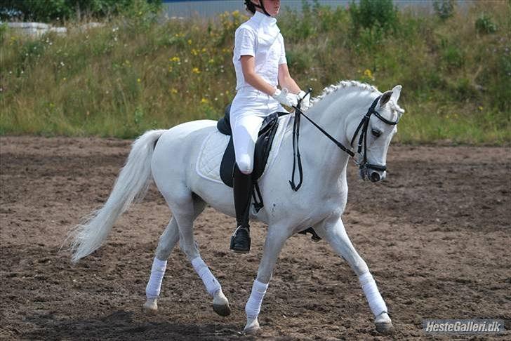 Welsh Pony (sec B) Korreborgs Hero billede 5