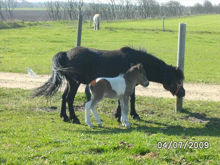 Shetlænder Mc´s twinster  billede 13