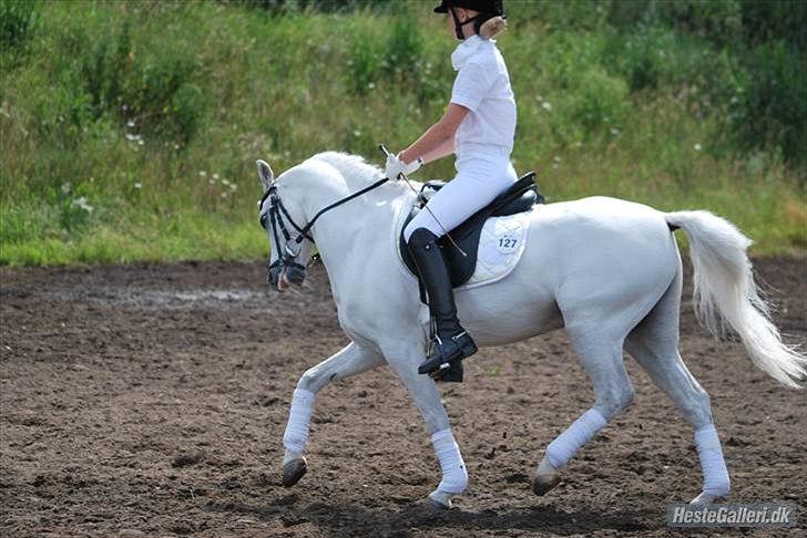 Welsh Pony (sec B) Korreborgs Hero - Kan bare godt lide det billede 6