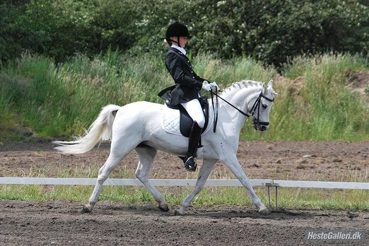 Welsh Pony (sec B) Korreborgs Hero billede 8