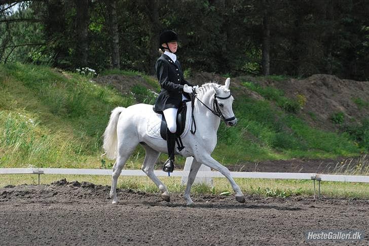 Welsh Pony (sec B) Korreborgs Hero billede 9