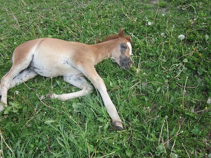 New Forest Lundemarksgaards Aura Ophelia - 14) Det er skam hårdt at være et lille frækt smukt og dejtligt føl:D Så man tager lige en lur;) (Læg mærke til at hun har lukkede øjne:D) D. 25/5 2011 Foto: Mig!:D billede 14