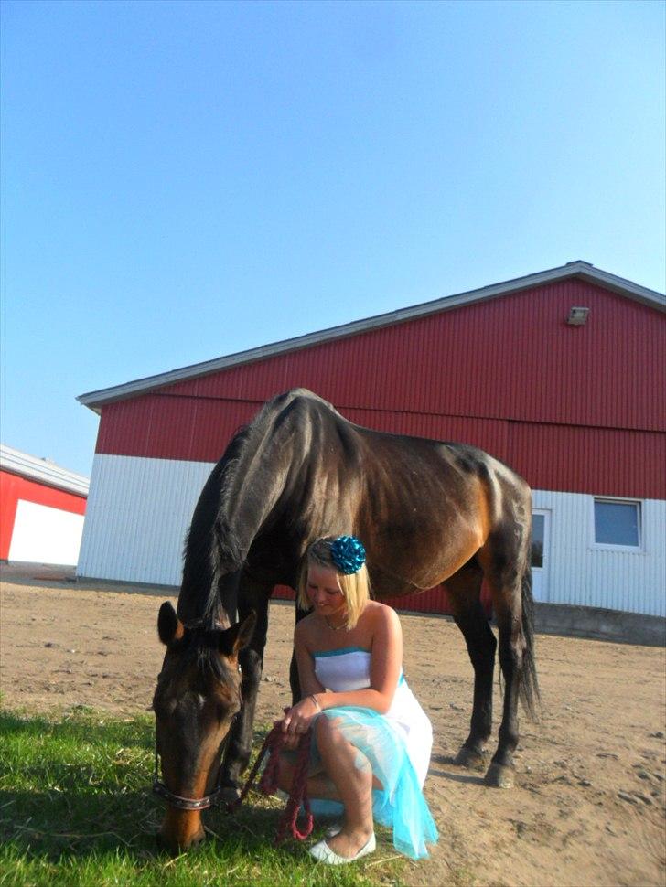 Dansk Varmblod Sun Shine  - til min konfirmation :-) billede 14