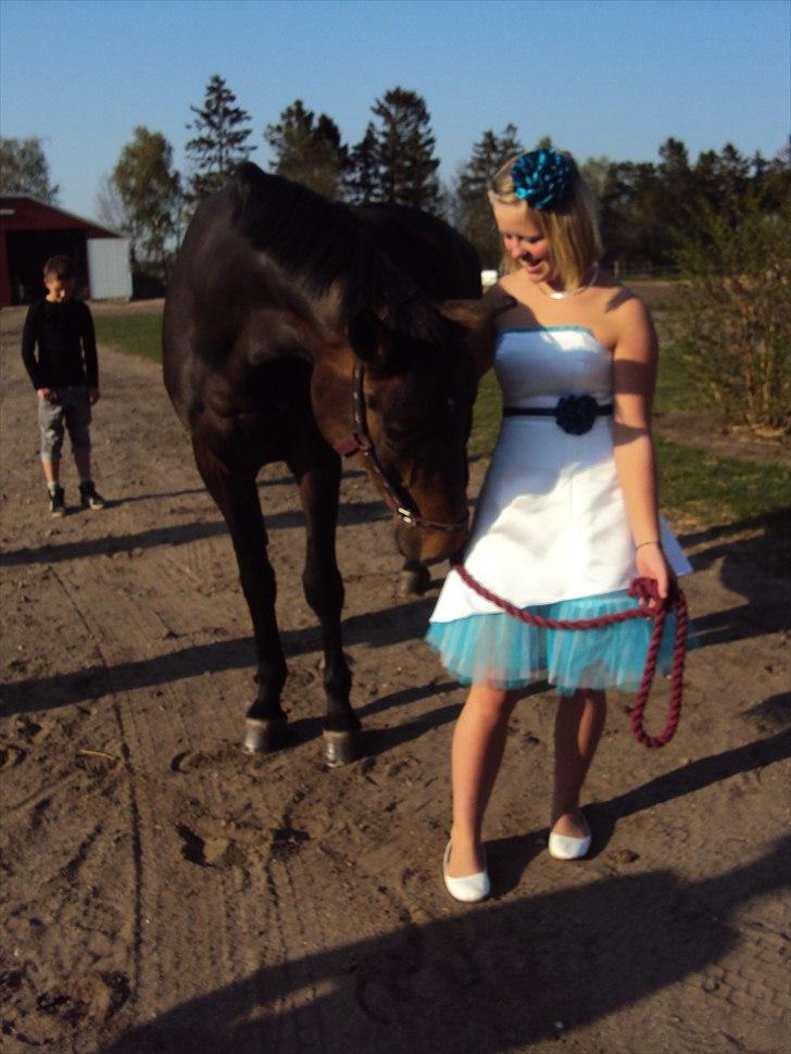 Dansk Varmblod Sun Shine  - konfirmation :-) billede 15