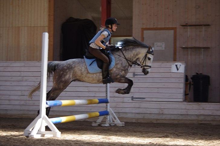 Welsh Pony (sec B) Lyngvejens Marcel  [A-pony] - Første gang jeg springer på Marcel, springer 65cm billede 12