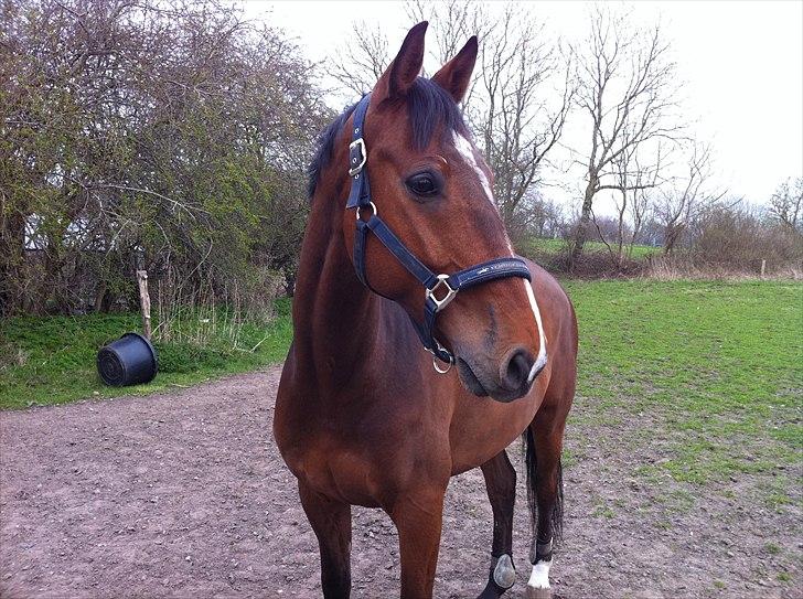 Dansk Varmblod Lipton "Lille Lars"  billede 13