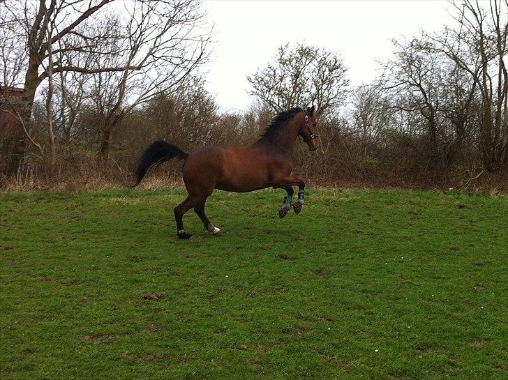 Dansk Varmblod Lipton "Lille Lars"  billede 14