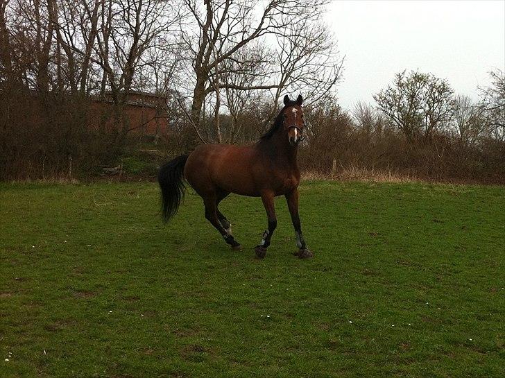 Dansk Varmblod Lipton "Lille Lars"  billede 15