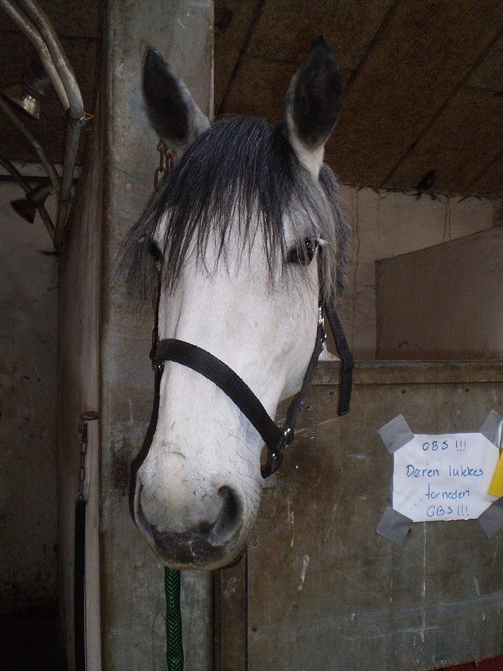 Anden særlig race Cirkeline *Tøsen/Cikke* *Elevpony* (Har redet) - Some horses come into our lives and quickly go, but others leave hoofprints on our hearts that will never fade! billede 13