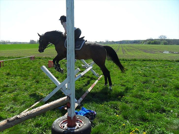 Anden særlig race  Sussi - Sussi pigen hopper :-) ude ved Fie! billede 4