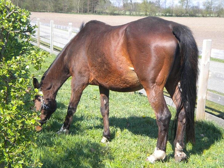 Dansk Varmblod Rusla Boesgaard billede 13