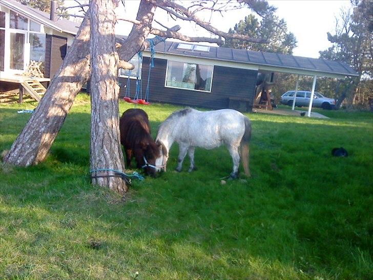 Anden særlig race Star - feriepony - Star & Frederik, der lige slår græsplænen for Far:D billede 9