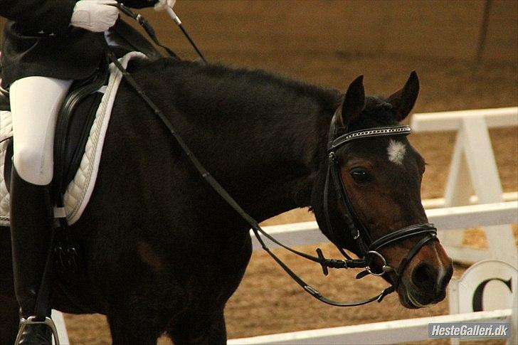 Anden særlig race Fiona `Gammel part` -  På DARK. Er på vej ud af ridehuset efter LC 3.  Foto: Laura bogut :D billede 8