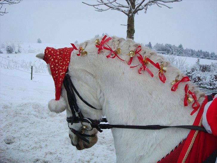 Welsh Pony (sec B) Lyngevejens Eksalon Havl A-Pony! - Smukke bølle. ;* billede 2