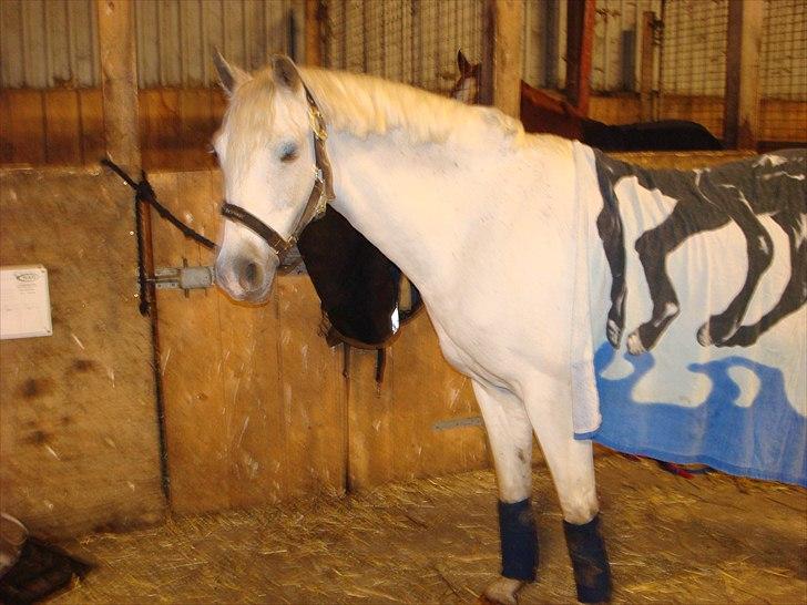 Welsh Pony (sec B) Lyngevejens Eksalon Havl A-Pony! - Hygge i stalden, med et håndklæde på ryggen. xD billede 3