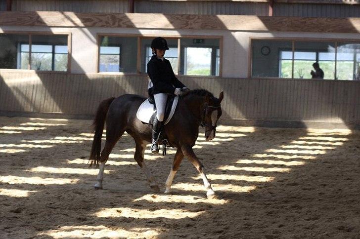 Hollandsk Sportspony Ainoa Van Uniken - Dressur stævne;-) billede 14
